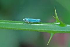 Graphocephala atropunctata