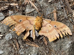 Antheraea yamamai