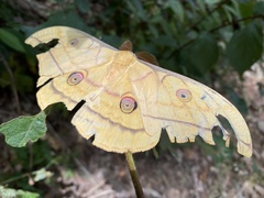 Antheraea yamamai