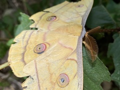 Antheraea yamamai