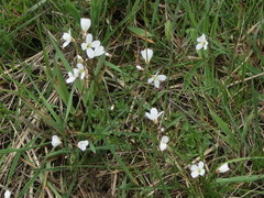 Cardamine penduliflora