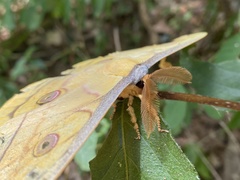 Antheraea yamamai