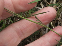 Cardamine penduliflora