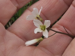 Cardamine penduliflora