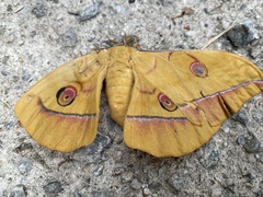 Antheraea yamamai