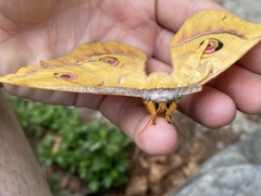Antheraea yamamai