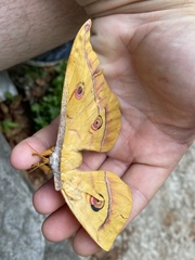 Antheraea yamamai