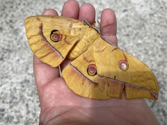 Antheraea yamamai