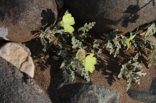 Grielum sinuatum (Grielum sinuatum)