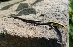 Marisora brachypoda