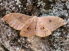 Antheraea yamamai
