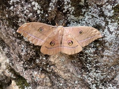 Antheraea yamamai