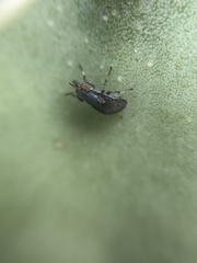 Stictomyia longicornis