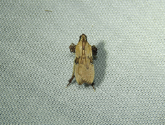 Galasa nigripunctalis