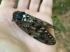 Graptopsaltria nigrofuscata