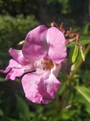 Impatiens glandulifera