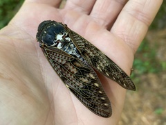 Graptopsaltria nigrofuscata