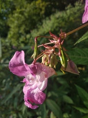 Impatiens glandulifera