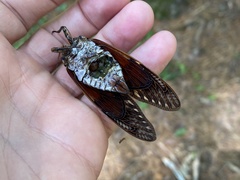 Graptopsaltria nigrofuscata