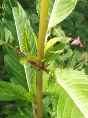 Impatiens glandulifera