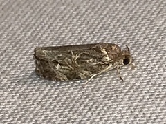 Phaecasiophora confixana