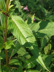 Impatiens glandulifera