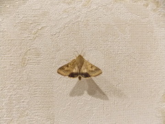 Helicoverpa armigera