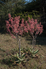 Aloe ammophila