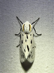 Ectypia bivittata