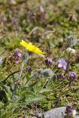 Hieracium villosum