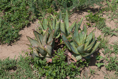 Aloe mudenensis