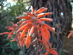 Aloe umfoloziensis