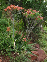 Aloe vogtsii