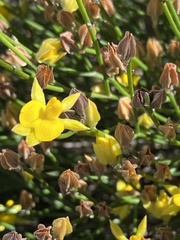 Jacksonia stackhousei