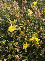 Jacksonia stackhousei