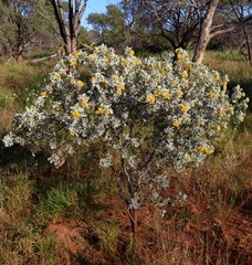 Senna artemisioides helmsii