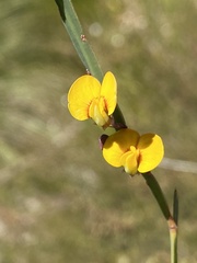 Bossiaea ensata