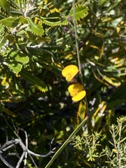 Bossiaea ensata