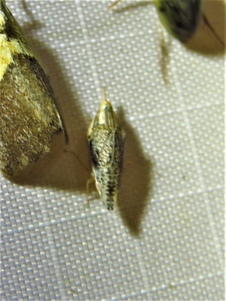 Dicyphonia