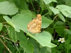 Polygonia c-aureum lunulata