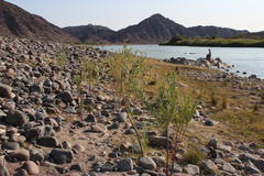 Gomphocarpus fruticosus fruticosus