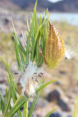 Gomphocarpus fruticosus fruticosus