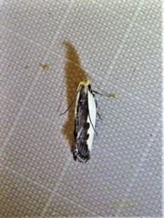 Dichomeris serrativittella