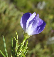 Psoralea laevigata