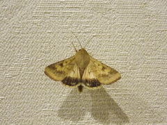 Helicoverpa armigera