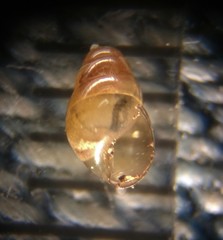 Cochlicopa lubrica