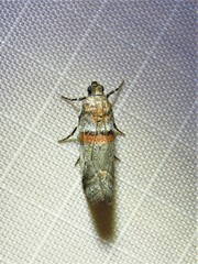 Acrobasis comptella