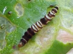 Helcystogramma