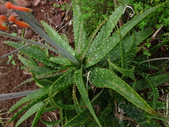 Aloe vogtsii
