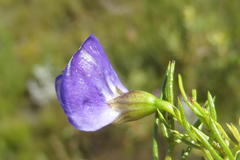 Psoralea laevigata